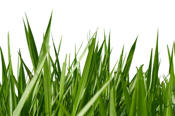 green grass isolated on white background cut out