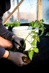 Planting fresh new tomato seedlings in the green house