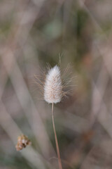 Hares-tail grass seed head
