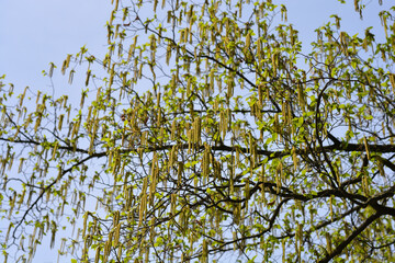 European hop hornbeam branches with flowers
