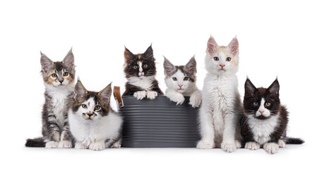 Row of 6 Maine Coon cat kittens, sitting, laying en sitting in bucket on a straight line. All...