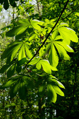 Fototapeta na wymiar Young spring chestnut leaves, background