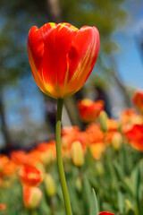 Bulbous flower that blooms every year in April, red yellow tulips with very vibrant colors, Turkey Istanbul Emirgan