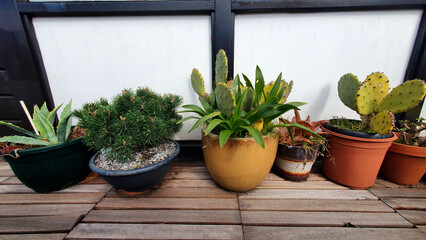 home indoor plants succulents in pots
