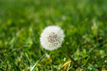Dandelion is a symbol of love and happiness, cute plant that grows in natural habitats, among meadows and grasses