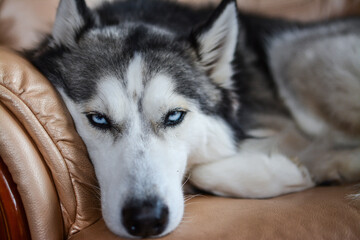 Obraz premium Lazy Siberian husky lying on the sofa
