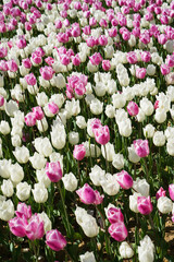 Bulbous flower that blooms every year in April, pink white tulips with very vibrant colors, Turkey Istanbul Emirgan