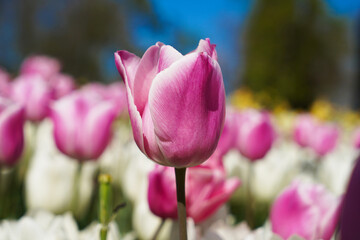 Bulbous flower that blooms every year in April, pink white tulips with very vibrant colors, Turkey Istanbul Emirgan