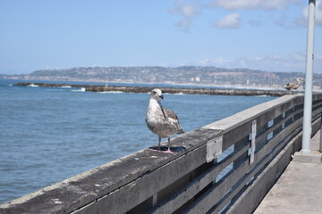 Seagull perched on a railing by the sea.