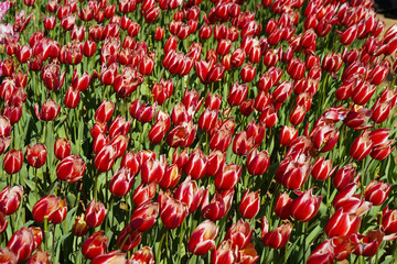 Bulbous flower that blooms every year in April, red white tulips with very vibrant colors, Turkey Istanbul Emirgan