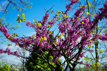 The tree called erguvan in Istanbul, which blooms purple flowers every year in april, purple flowers of cercis canadensis on the branches