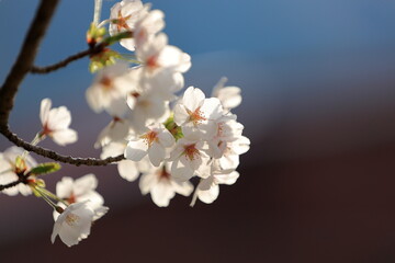 桜