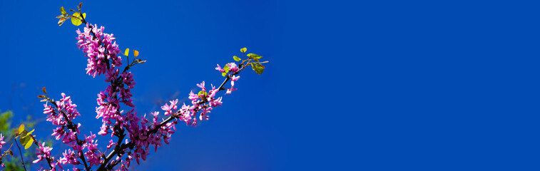 The tree called erguvan in Istanbul, which blooms purple flowers every year in april, purple...