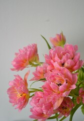 Obraz premium bouquet of pink tulips