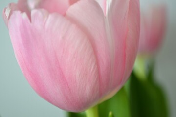 pink tulip with green closeup