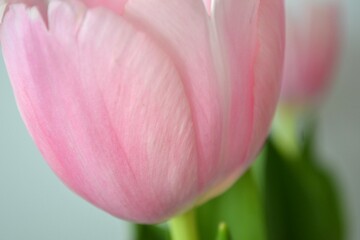 close up of  pink tulip