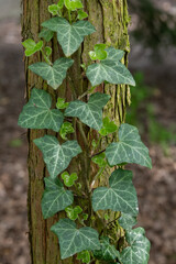 The common ivy (Hedera helix) at the tree stump.