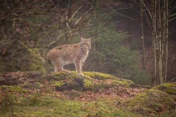 Fotobehang Lynx Eurasian lynx in the nature habitat. Beautiful and charismatic animal. Wild Europe. European wildlife. Animals in european forests. Lynx lynx.  © photocech