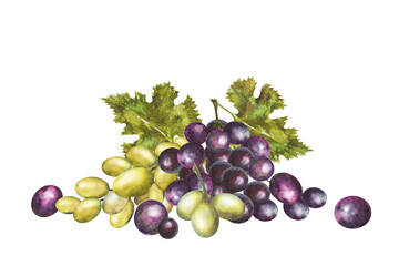 Watercolor illustration of a bunch of red and white grapes with leaves.Hand drawn grapes.