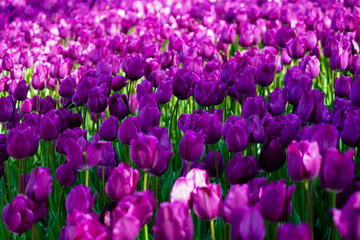 Bulbous flower that blooms every year in April, purple tulips with very vibrant colors, Turkey...