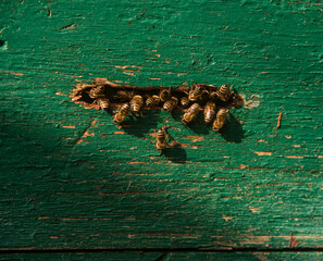 Bees in the hive. close up