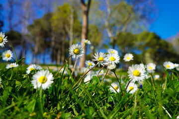 Cute little daisies that grow in their natural habitat, growing among meadows and grasses