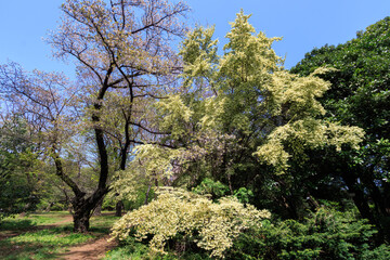 満開に咲く美しいトキワマンサク（マンサク科）の大木。

日本国東京都文京区、小石川植物園にて。
2024年4月撮影。

A large tree of the beautiful Fringe flower, Evergreen witchhazel (Loropetalum chinense, Witch hazel family) in full bloom.

At Koishikawa b