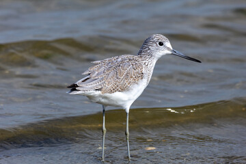 waders Po delta regional park seagulls and cormorants Comacchio valleys Adriatic coast