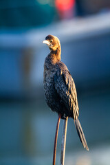 pygmy cormorat Po Delta Regional Park Seagulls and Cormorants Comacchio Valleys Adriatic Coast