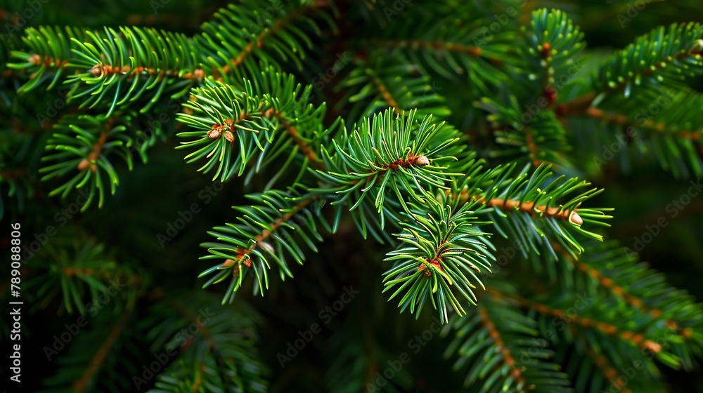 Aufkleber green branches of a pine tree closeup short needles of a coniferous tree closeup on a green backgrou