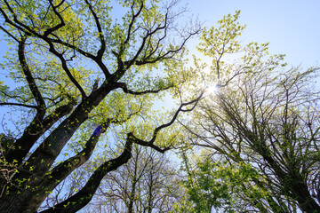 美しい大木たち。

日本国東京都文京区、小石川植物園にて。
2024年4月撮影。

Beautiful big trees.

At Koishikawa botanical garden, Bunkyo-ku, Tokyo, Japan,
photo by April, 2024.

