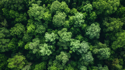 Drone view of amazing green forest with trees and bushes growing in countryside. - obrazy, fototapety, plakaty