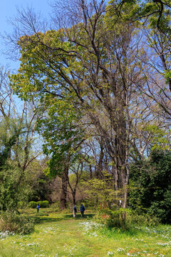 美しい大木たち。

日本国東京都文京区、小石川植物園にて。
2024年4月撮影。

Beautiful big trees.

At Koishikawa botanical garden, Bunkyo-ku, Tokyo, Japan,
photo by April, 2024.
