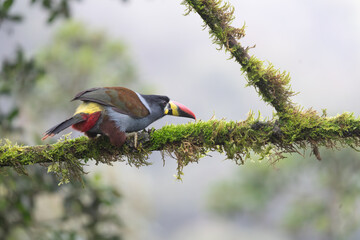 Naklejka premium beautiful colored plate-billed mountain toucan (Andigena laminirostris) sitting n the branch very near in the cloud forest