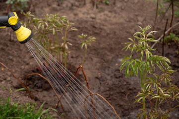 Sprinkler watering plants in the garden. Gardening concept.