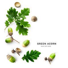 Oak leaves and green acorns isolated on white background.