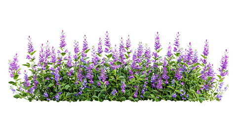 Front view salvia flowers bush border isolated on white