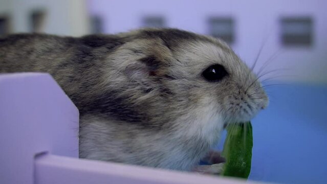 Cute hamster eating. Funny hamster eats cucumber. Proper nutrition for a hamster.