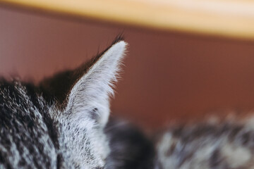 Close up sur les oreilles d'un petit bébé chaton tigré à la maison