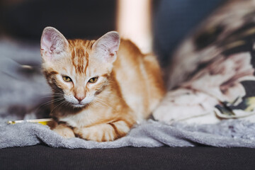 Portrait d'un mignon petit bébé chaton tigré roux à la maison	