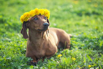 red dachshund in a green flowery meadow in a wreath of dandelions