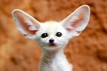 Cute fennec fox sitting with ears alert on ground