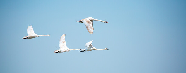 Flying swans in the blue sky. Waterfowl at the nesting site. A flock of swans walks on a blue lake.