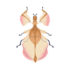 Naklejka premium Beautiful fictional beetle. Whimsical bug species. Wonderful delicate insect with gentle wings, top view. Abstract imaginary phylliidae. Flat vector illustration isolated on white background