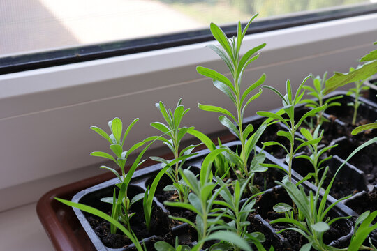 Lavender seedlings grown at home from seeds are planted in special containers on the windowsill. Gardening and vegetable gardening concept.
