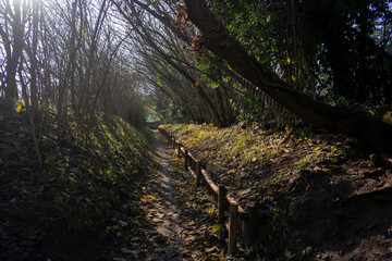 Obraz premium Bicycle trail among trees in autumn. Mantua, Italy