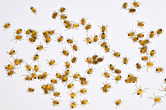Newly hatched baby spiders, Araneus diadematus.   