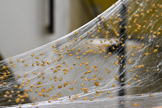 Close-up of a newly hatched baby spiders, Araneus Diadematus 