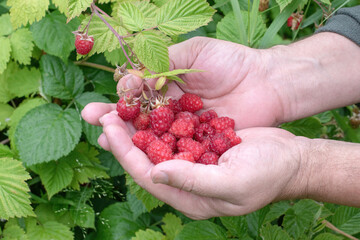 Fresh red raspberries in the hands of a farmer, Sweet Organic Garden Berry