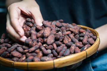 Woman's hands sorting cocoa beans in a wooden basket